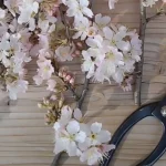 How to Make and Display Dried Cherry Blossoms | Dried Flower DIY