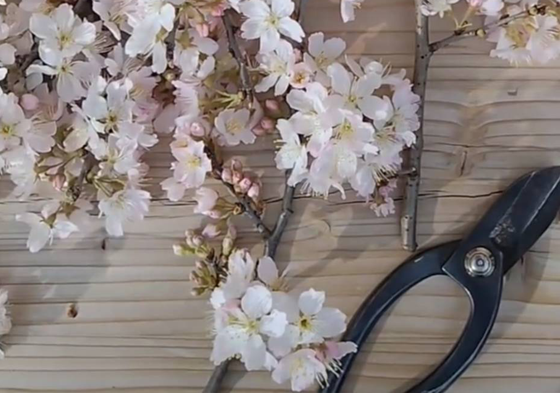 How to Make and Display Dried Cherry Blossoms | Dried Flower DIY